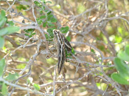 Image of White-lined Sphinx