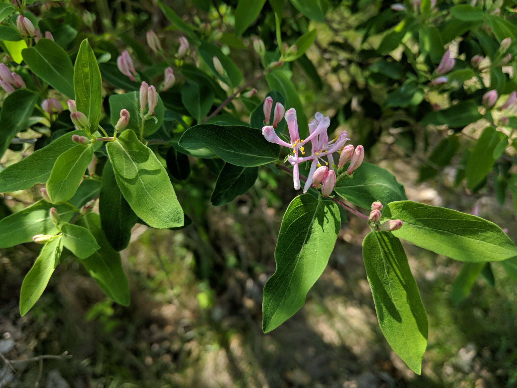 Sivun Lonicera bella Zab. kuva