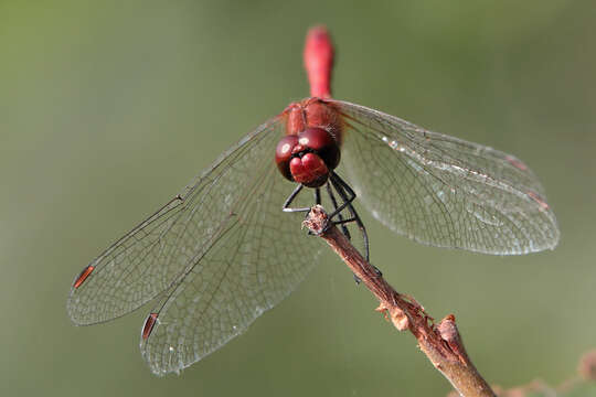 Image of Ruddy Darter