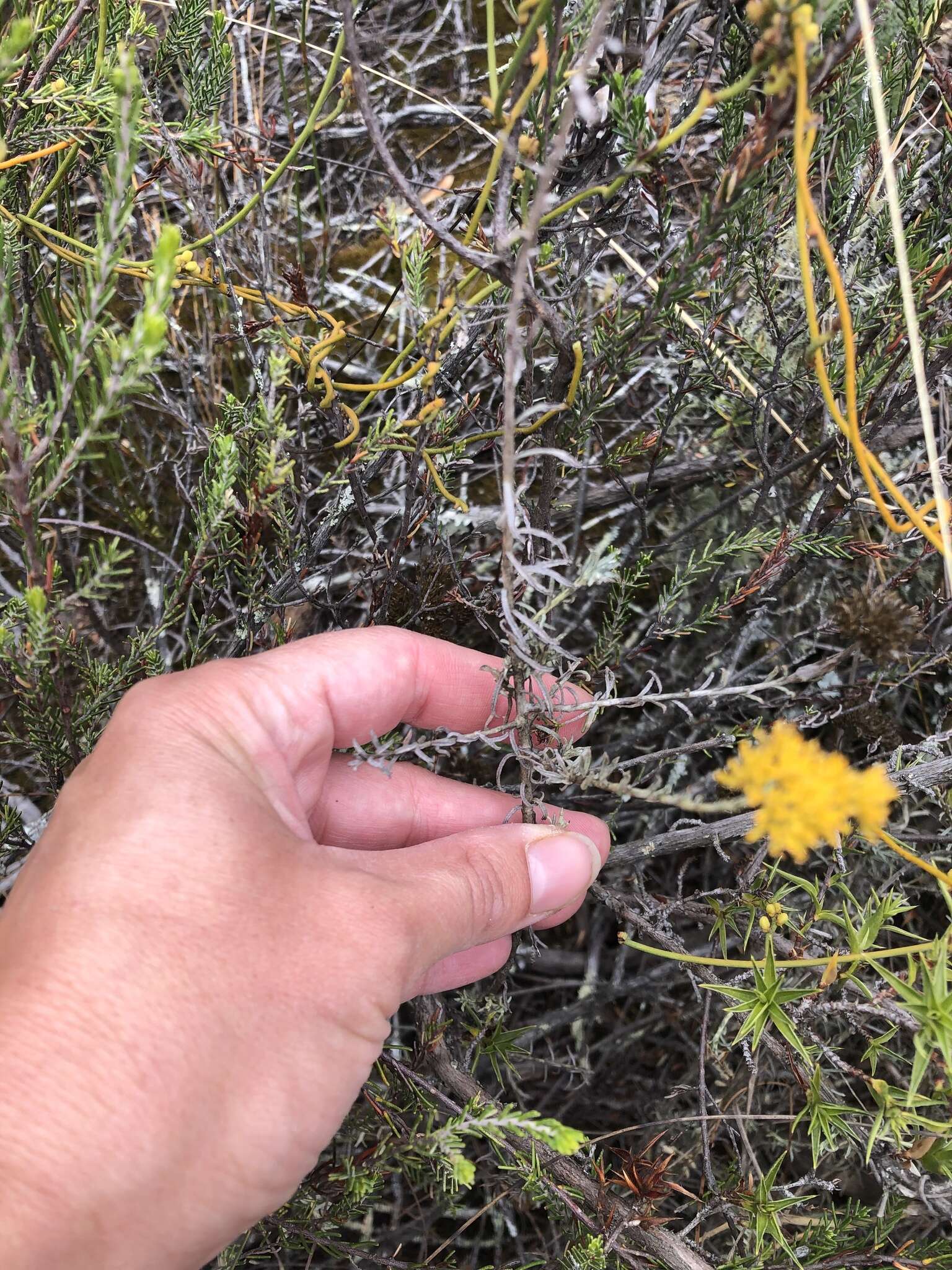 Image of Helichrysum rutilans (L.) D. Don