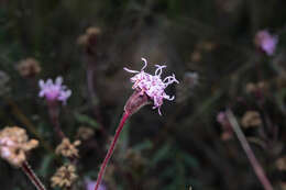 Image of Carphochaete durangensis Grashoff ex B. L. Turner