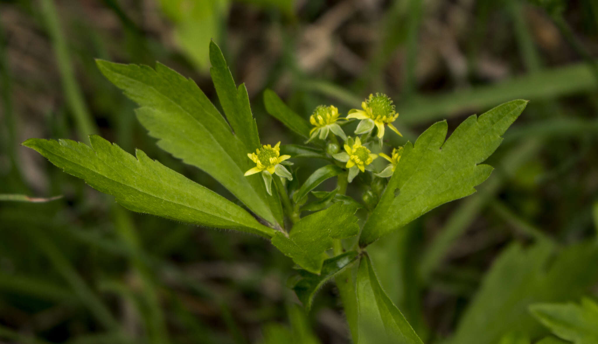 Слика од Ranunculus recurvatus Poir.