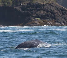 Image of gray whales