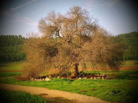 Image of Mt. Atlas mastic tree