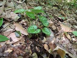 Image de Hexastylis virginica (L.) Small