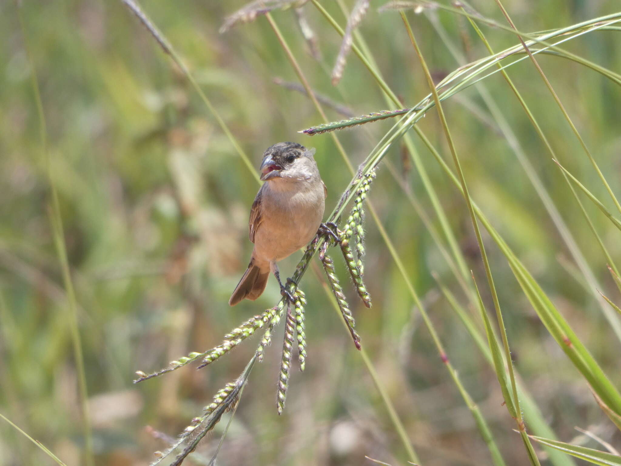 Plancia ëd Sporophila pileata (Sclater & PL 1865)