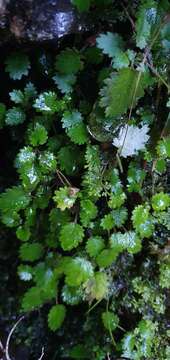 Image of Jovellana repens (Hook. fil.) Kränzl.