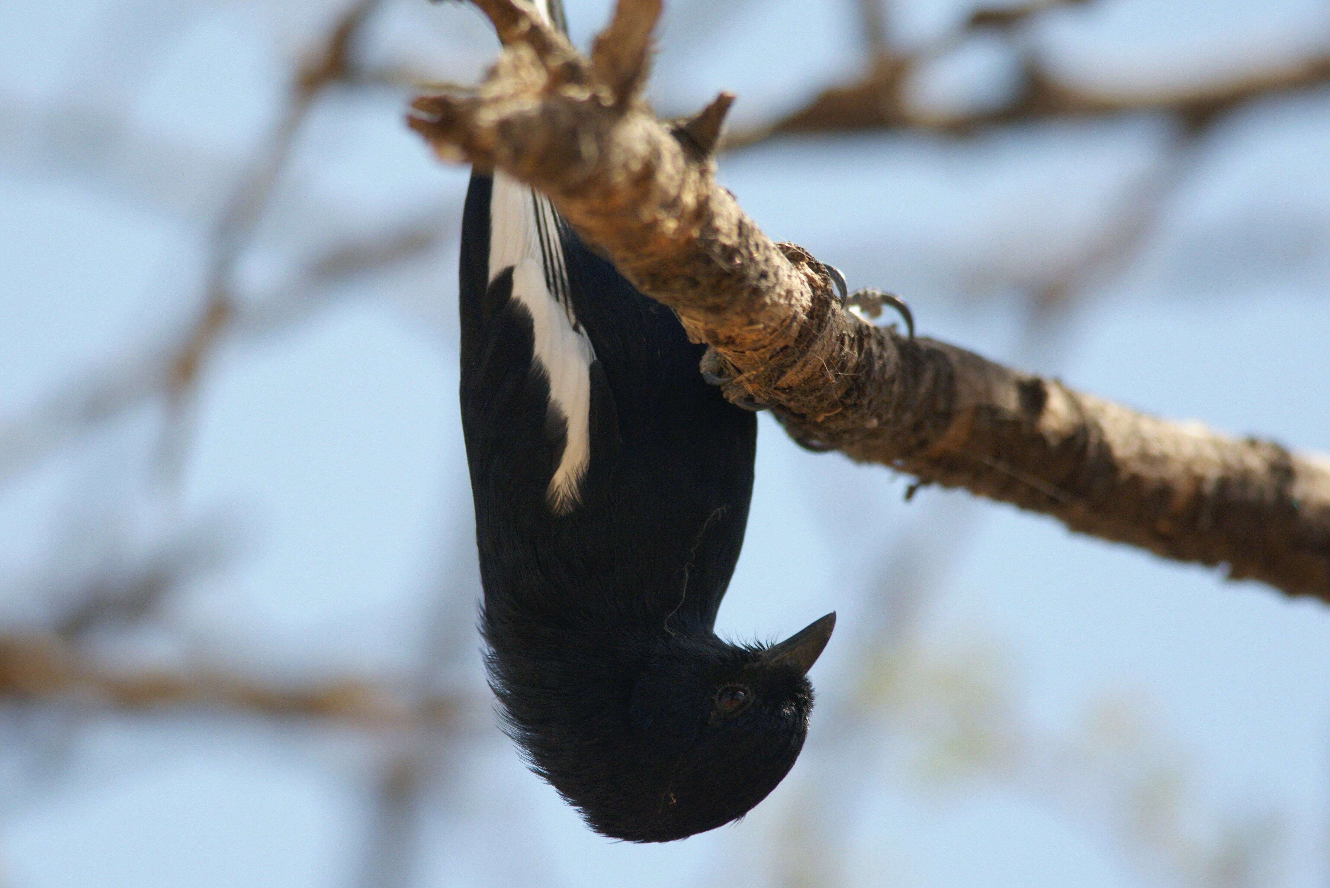 Image of chickadees and titmice