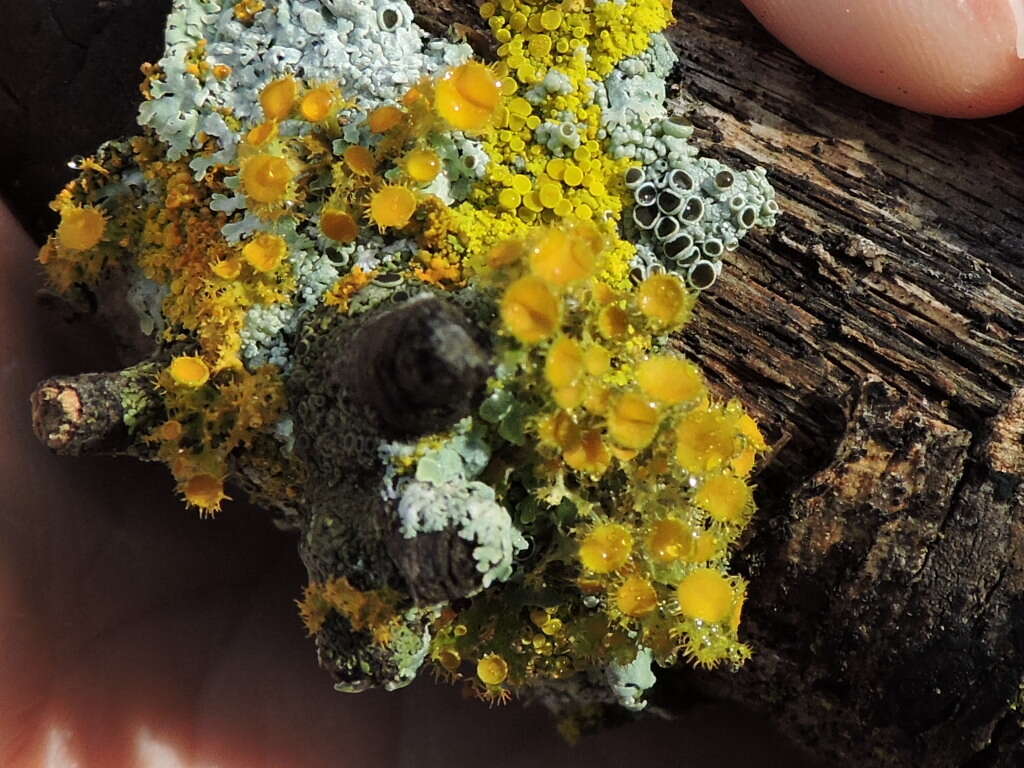 Image of teloschistes lichen