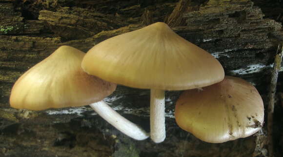 Image of Psathyrella conissans (Peck) A. H. Sm. 1972