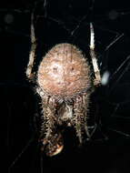 Image of Hentz's Orbweaver