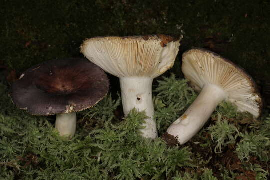 Image of Russula ornaticeps Burl. 1921