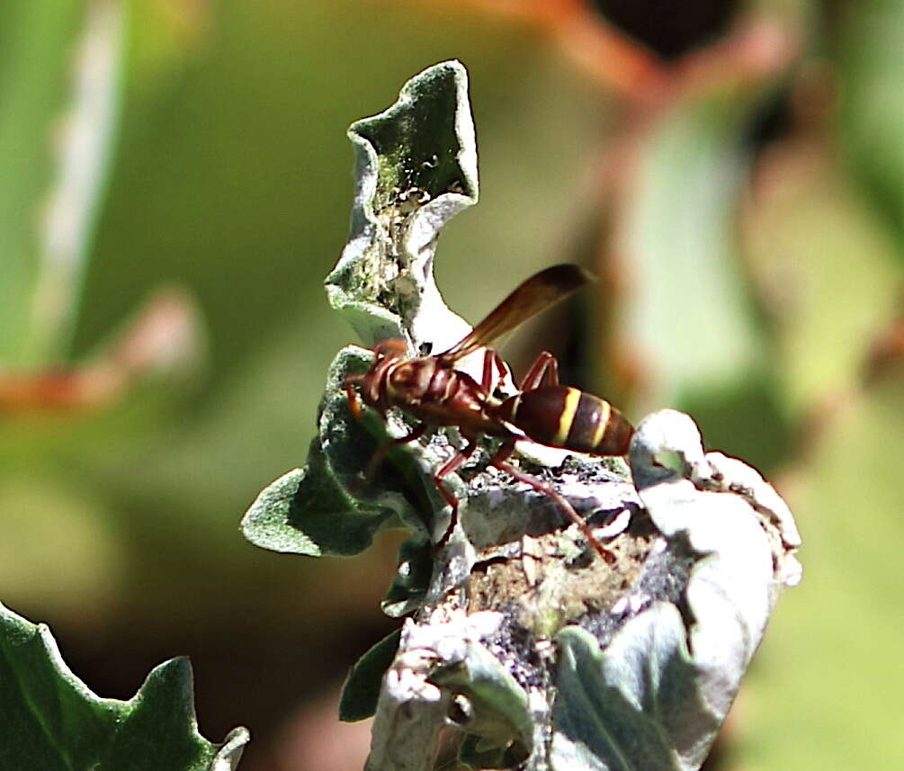 Image of Polistes badius Gerst. 1873