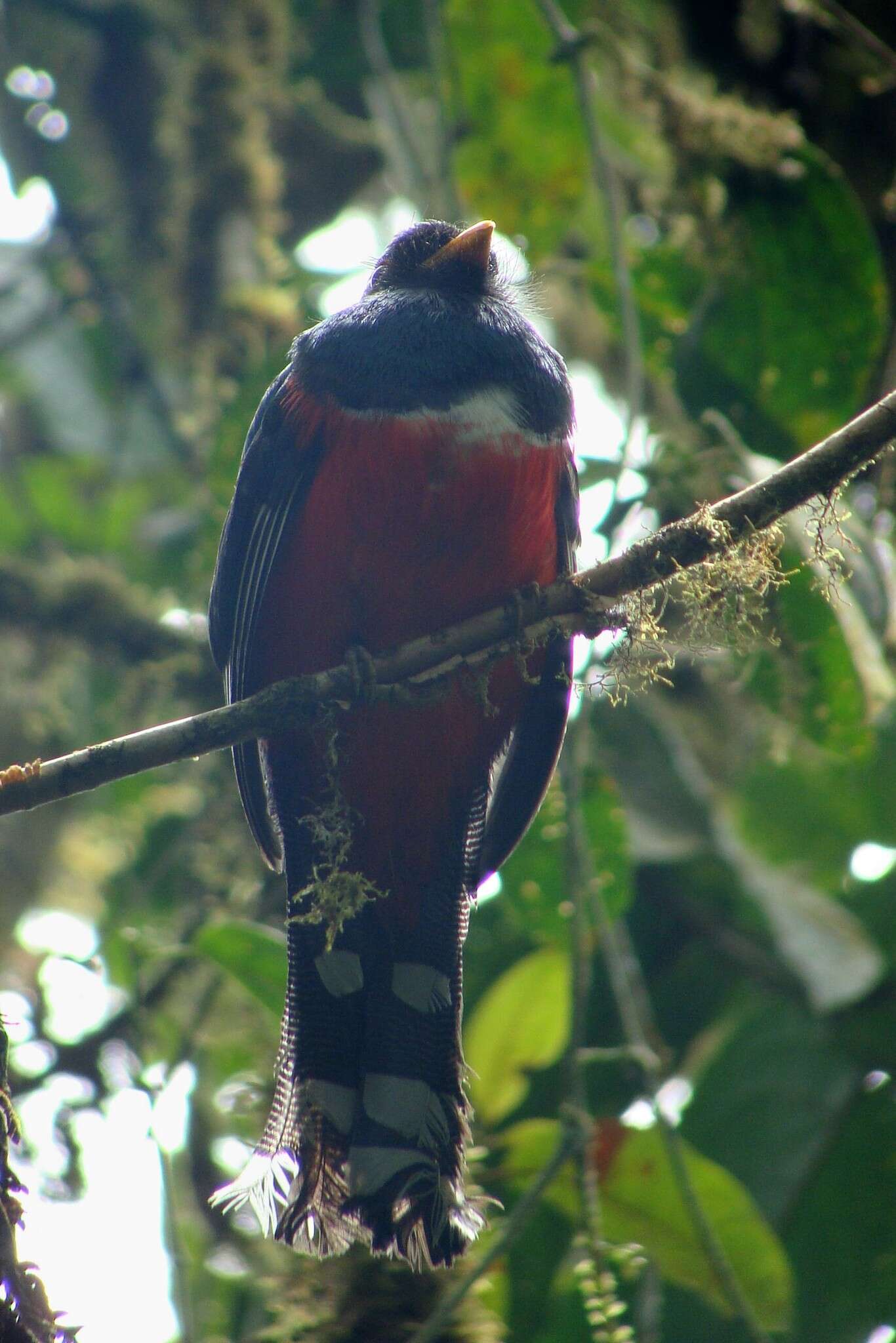 Imagem de Trogon personatus Gould 1842