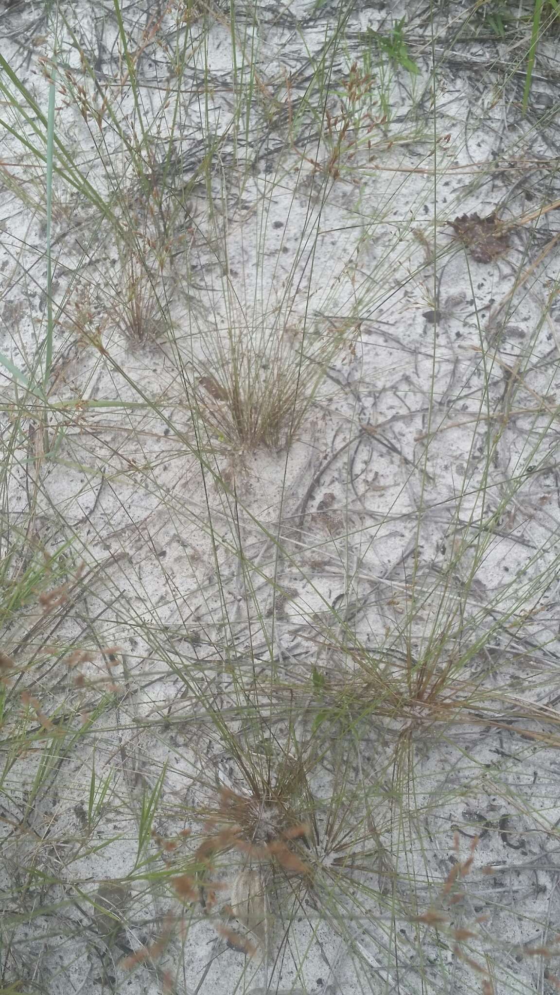 Image of capillary hairsedge