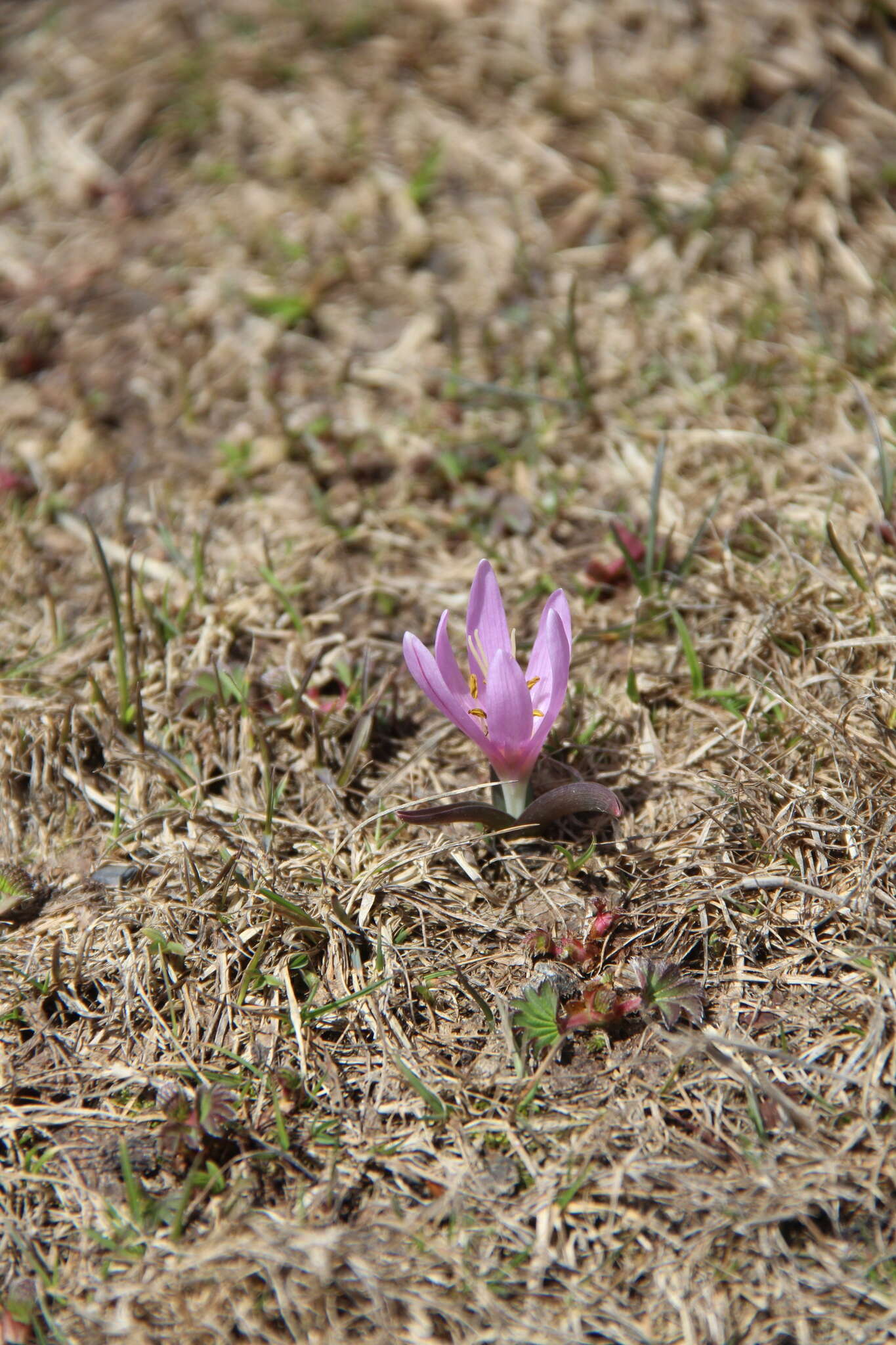 Image of Colchicum trigynum (Steven ex Adam) Stearn