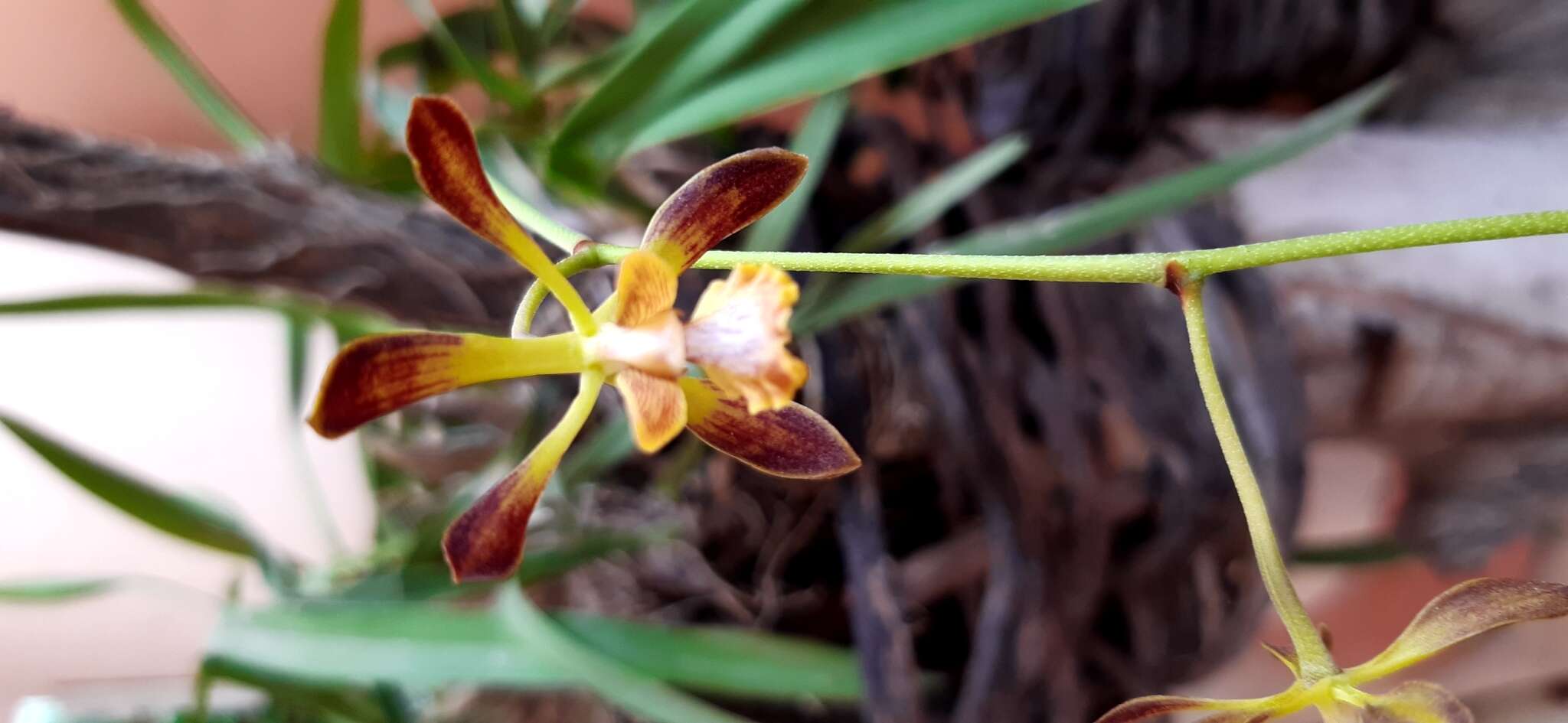 Image of Encyclia alata subsp. parviflora (Regel) Dressler & G. E. Pollard