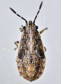 Image of False Chinch Bug