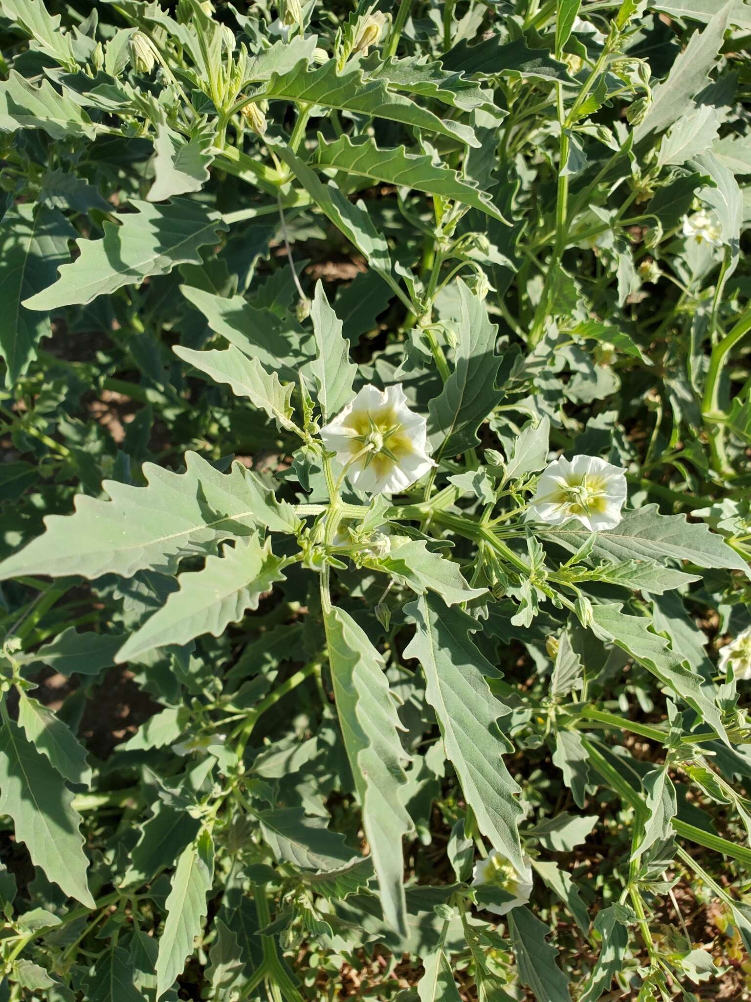 Plancia ëd Physalis acutifolia (Miers) Sandwith