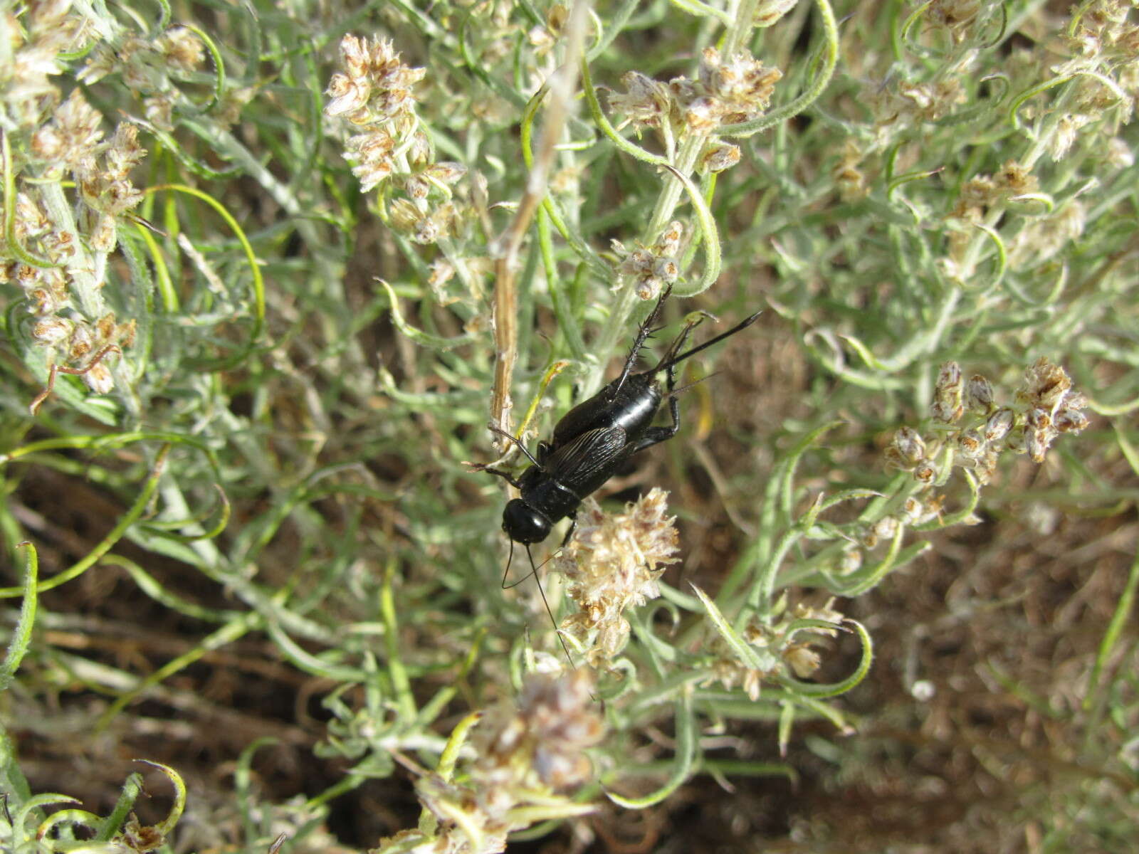 Image of Fall Field Cricket