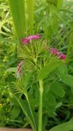 صورة Dianthus barbatus L.