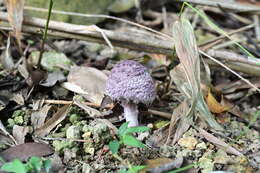 Image of Coniolepiota