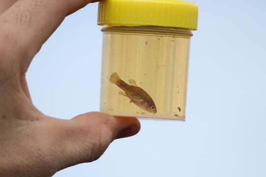 Image of Oxleyan Pygmy Perch