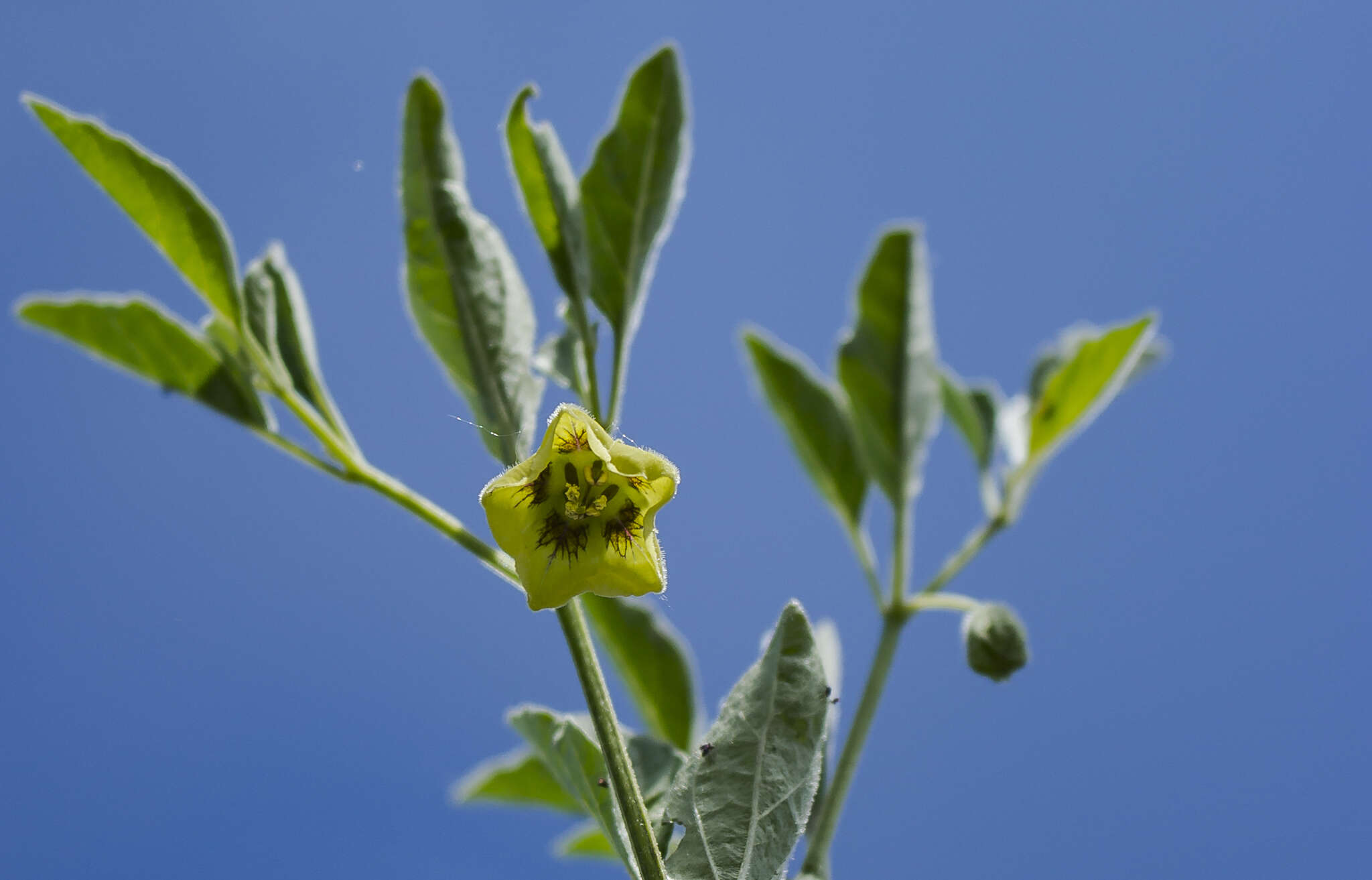 Physalis virginiana Mill.的圖片