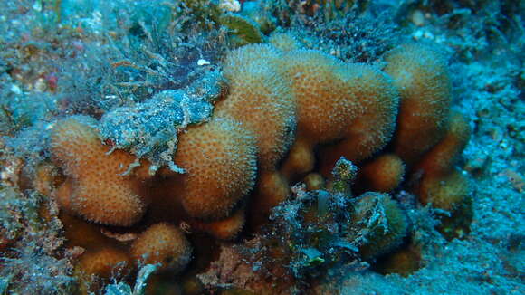 Image of thorn coral