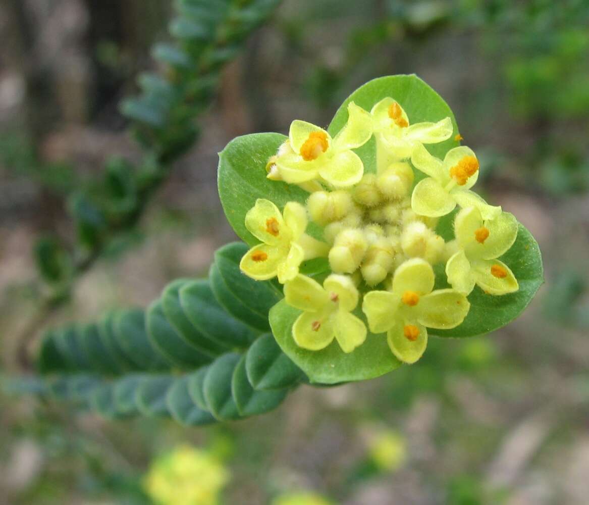 Image of Pimelea flava R. Br.