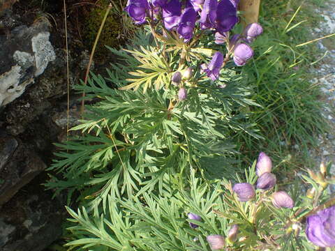 Слика од Aconitum napellus subsp. vulgare Rouy & Fouc.