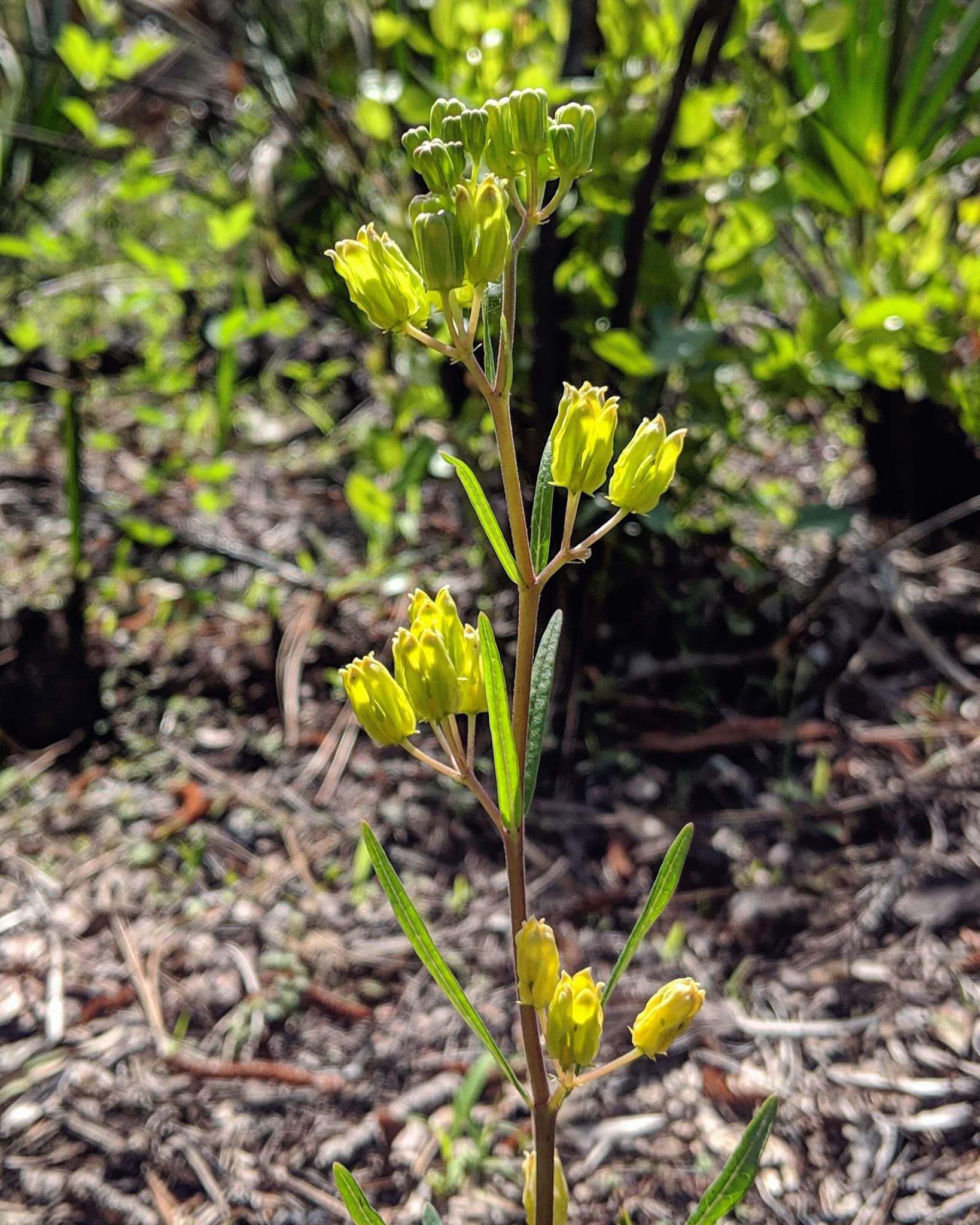 Image of Savannah Milkweed