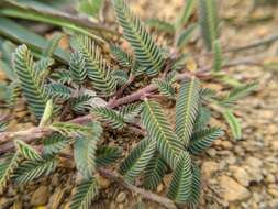 Image of Chamaecrista garambiensis (Hosok.) H. Ohashi, Tateishi & T. Nemoto