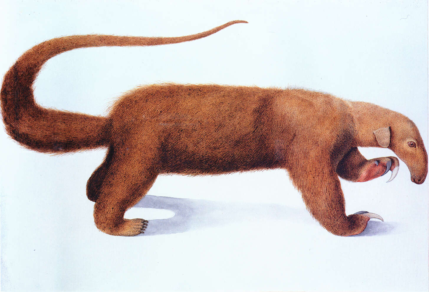 Image of anteater