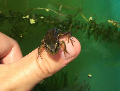 Image of Green and golden bell frog