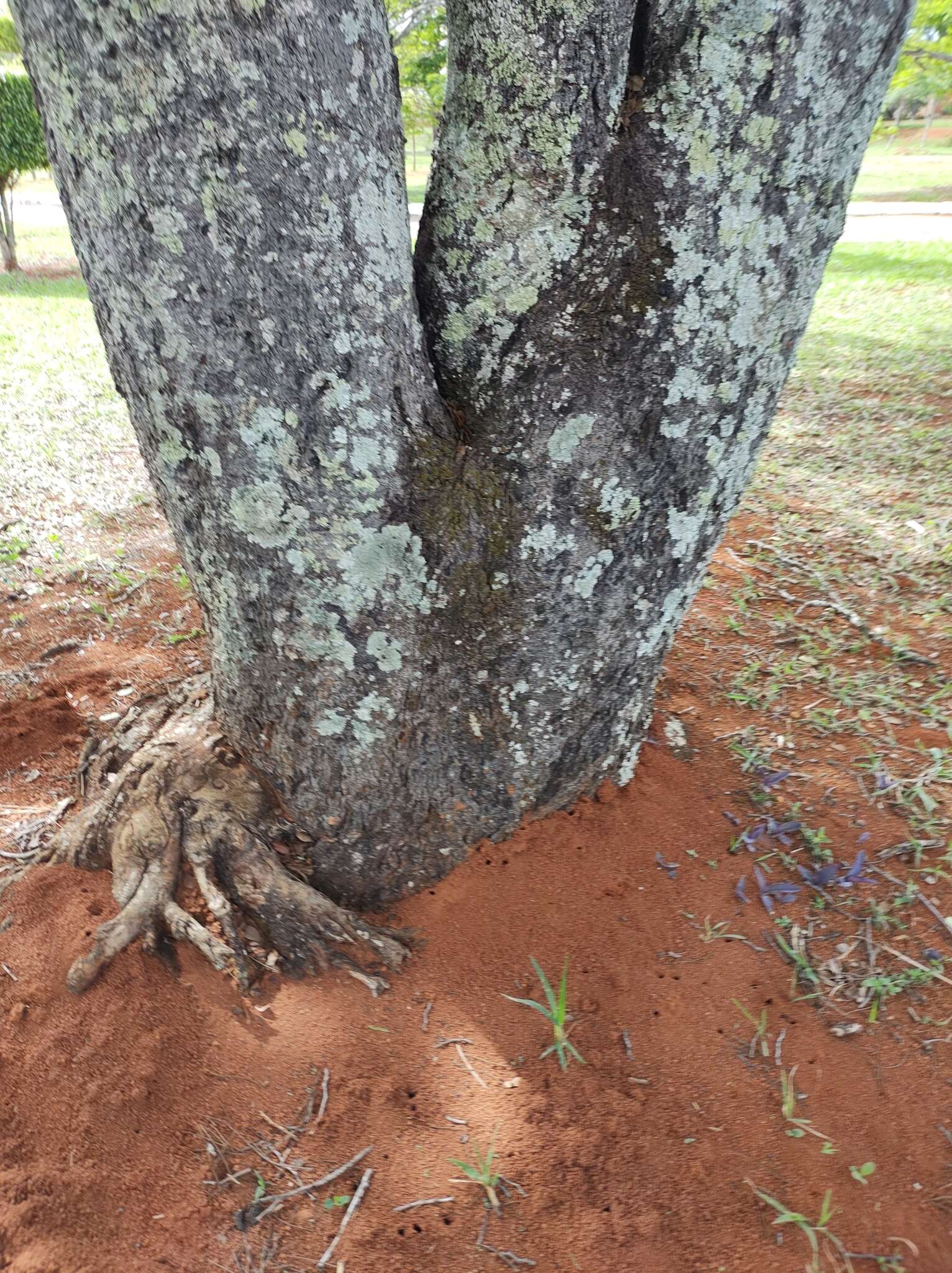 Imagem de Copaifera langsdorffii Desf.