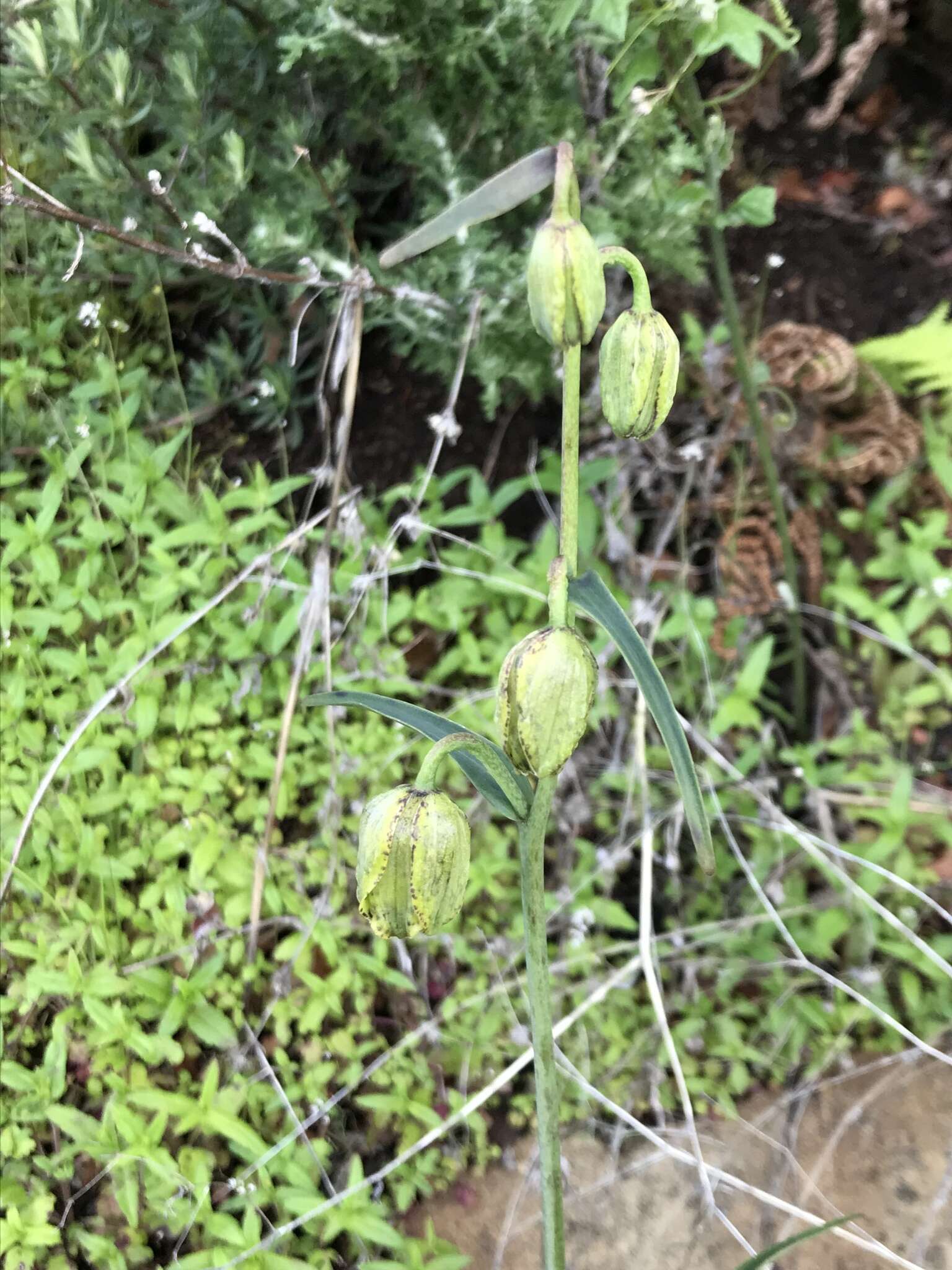 Image of Ojai fritillary