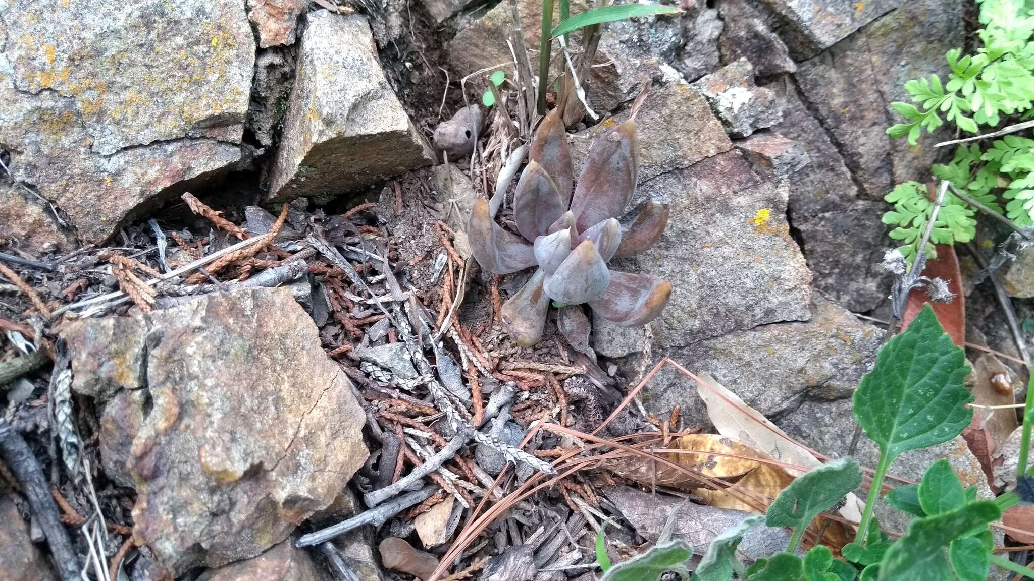 Image of Echeveria craigiana Walther