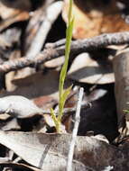 Image of Bird orchid