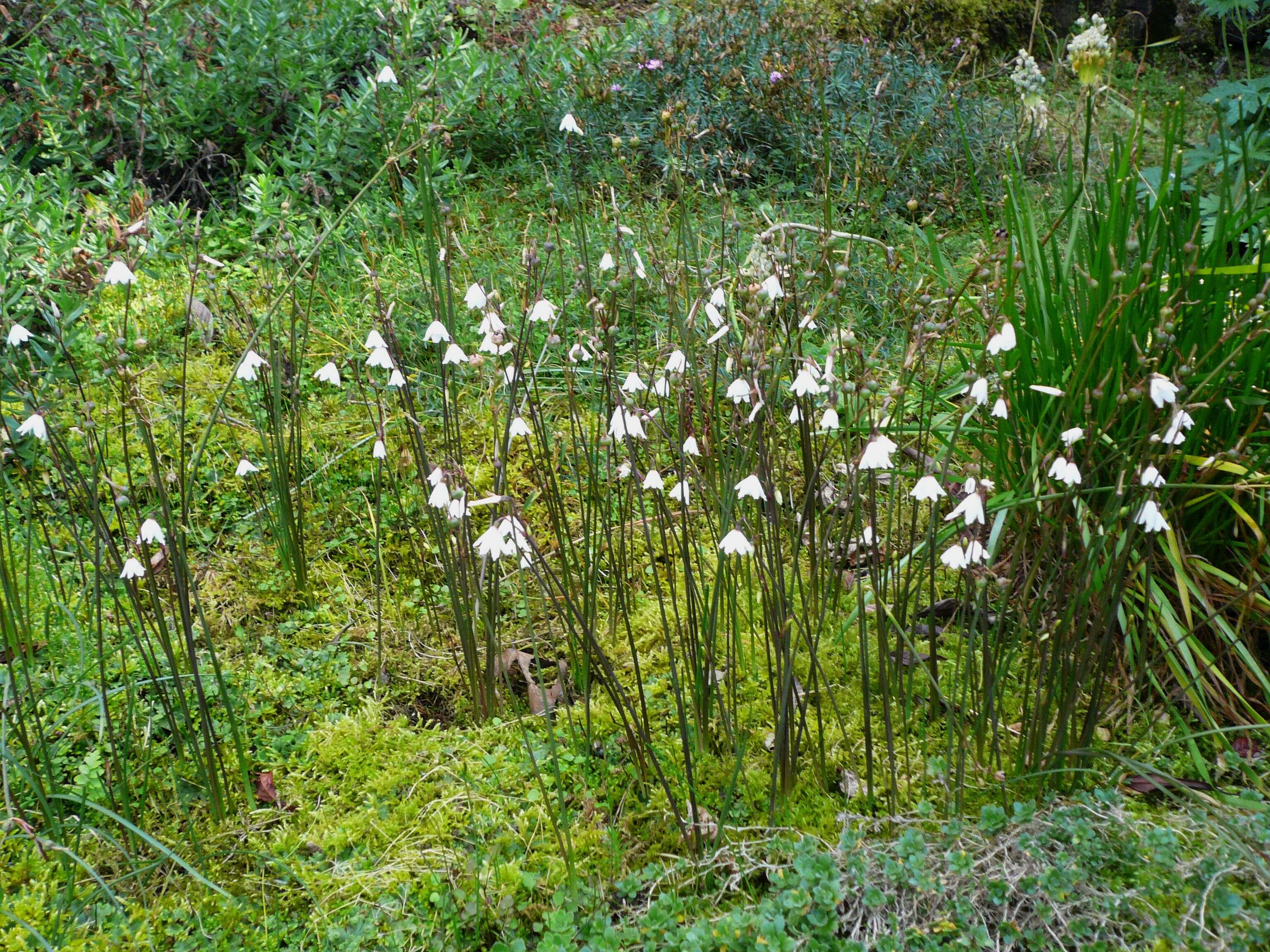 Слика од Acis autumnalis (L.) Sweet