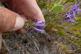 Image de Merciera azurea Schltr.