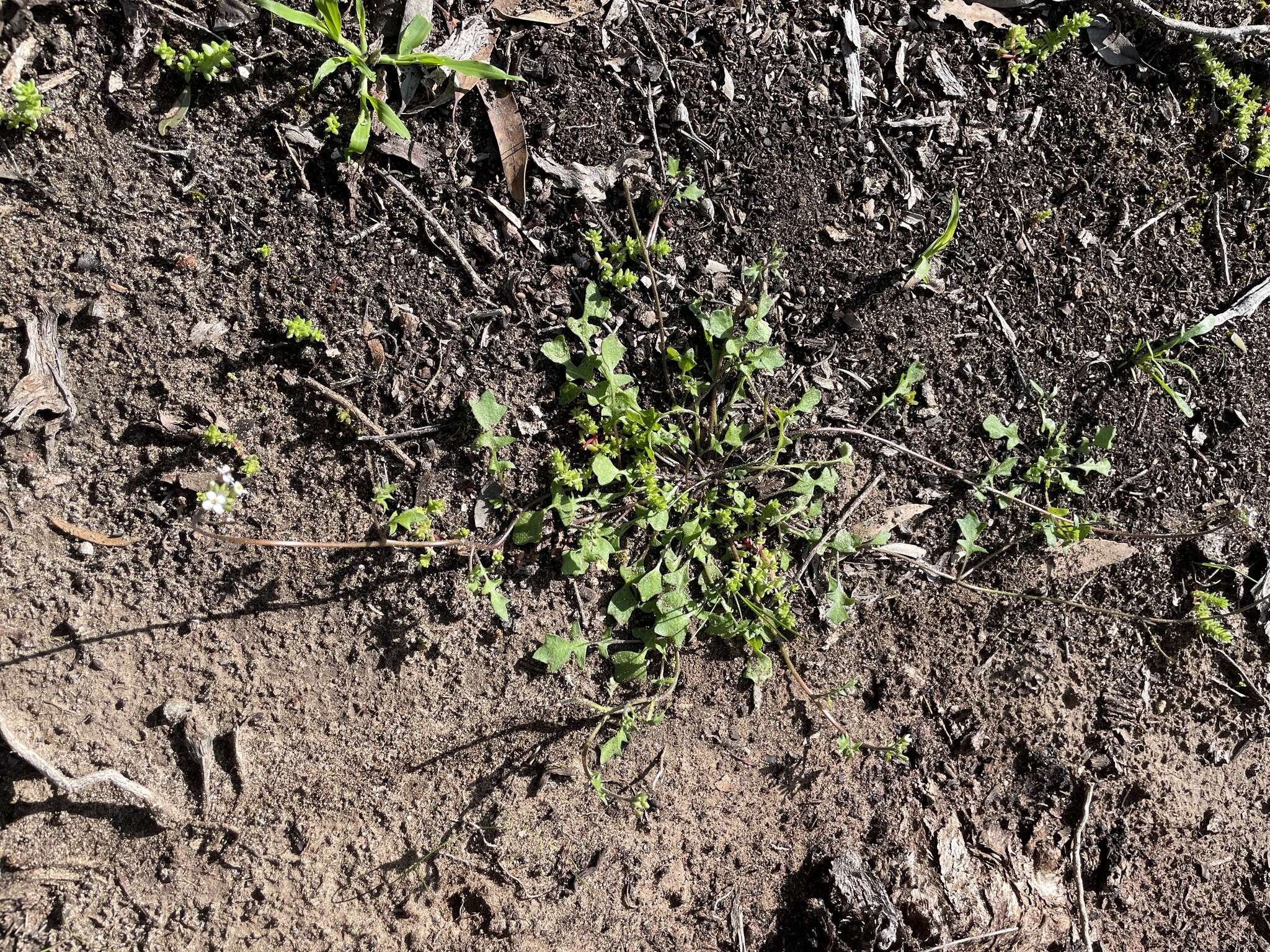 Plancia ëd Harmsiodoxa blennodioides (F. Muell.) O. E. Schulz