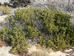 Image of pointleaf manzanita