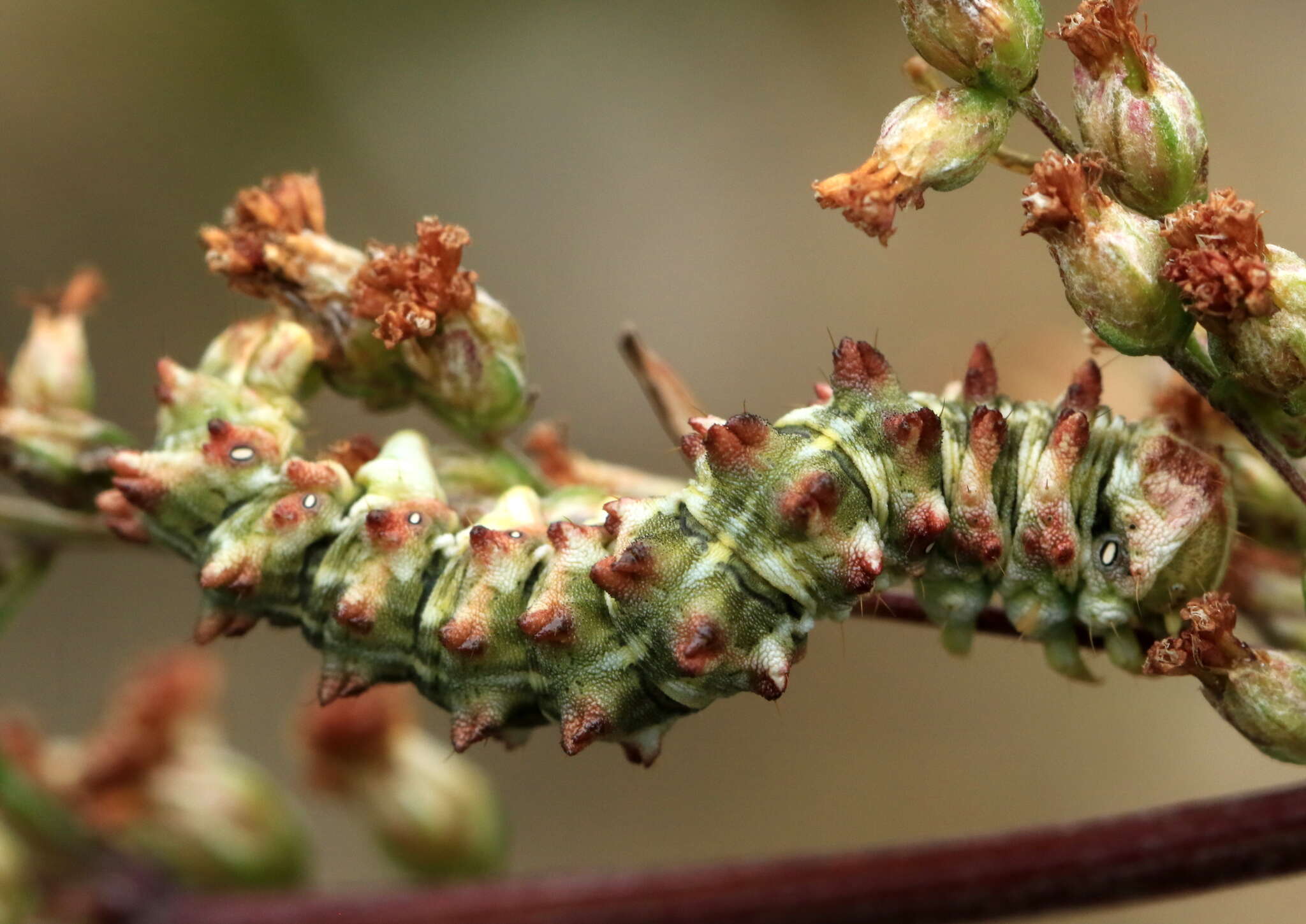 Image of scarce wormwood