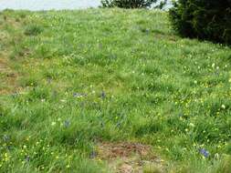 Image of meadow death camas