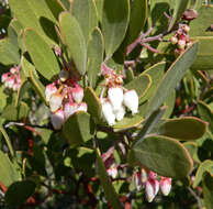 Image of pointleaf manzanita