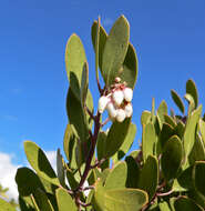 Image of pointleaf manzanita