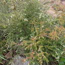 Sivun Triplarina volcanica subsp. borealis A. R. Bean kuva