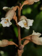 Image of Potato orchid