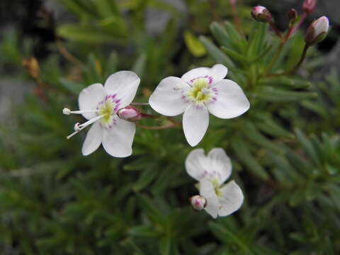 Image of Veronica linifolia Hook. fil.